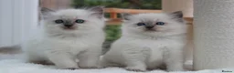 Ragdoll cats for sale: GCCF Reg Ragdoll Kittens – Outstanding GrCh Lines in Droitwich - Advert 6