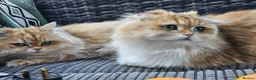 British Longhair cats for sale: British Longhaired Cats and Scottish Fold Cats in London - Advert 19