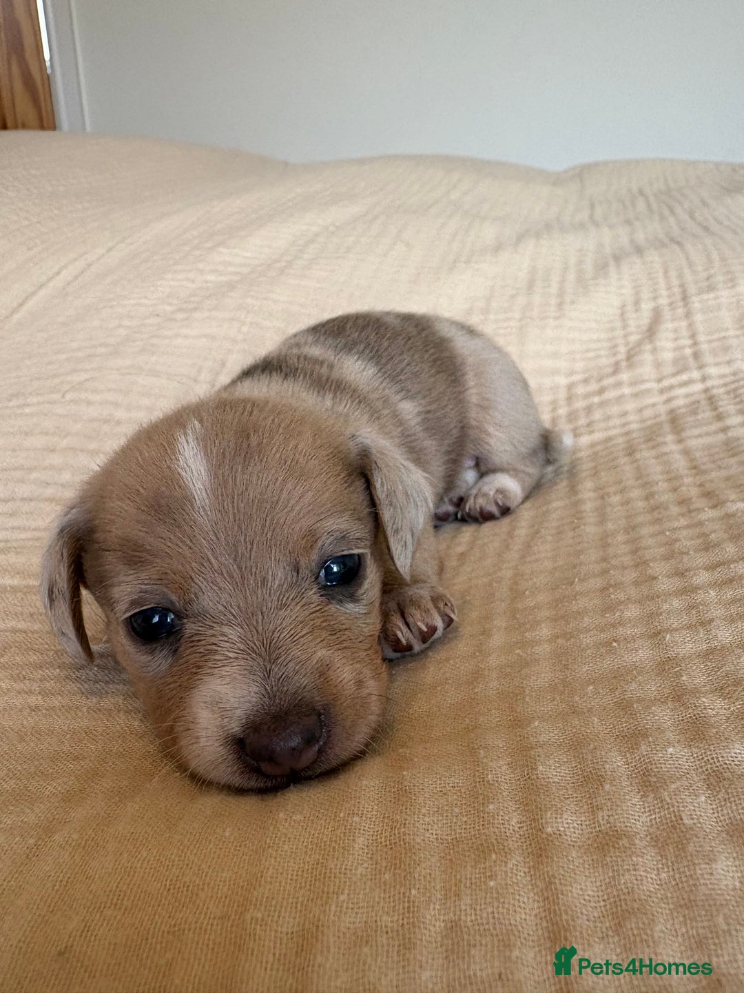Miniature Dachshund dogs for sale: 💕🐕Beautiful Miniature Dachshund puppies - Image 3