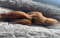 Miniature Dachshund dogs for sale: 3 gorgeous miniature daschunds - Image 3