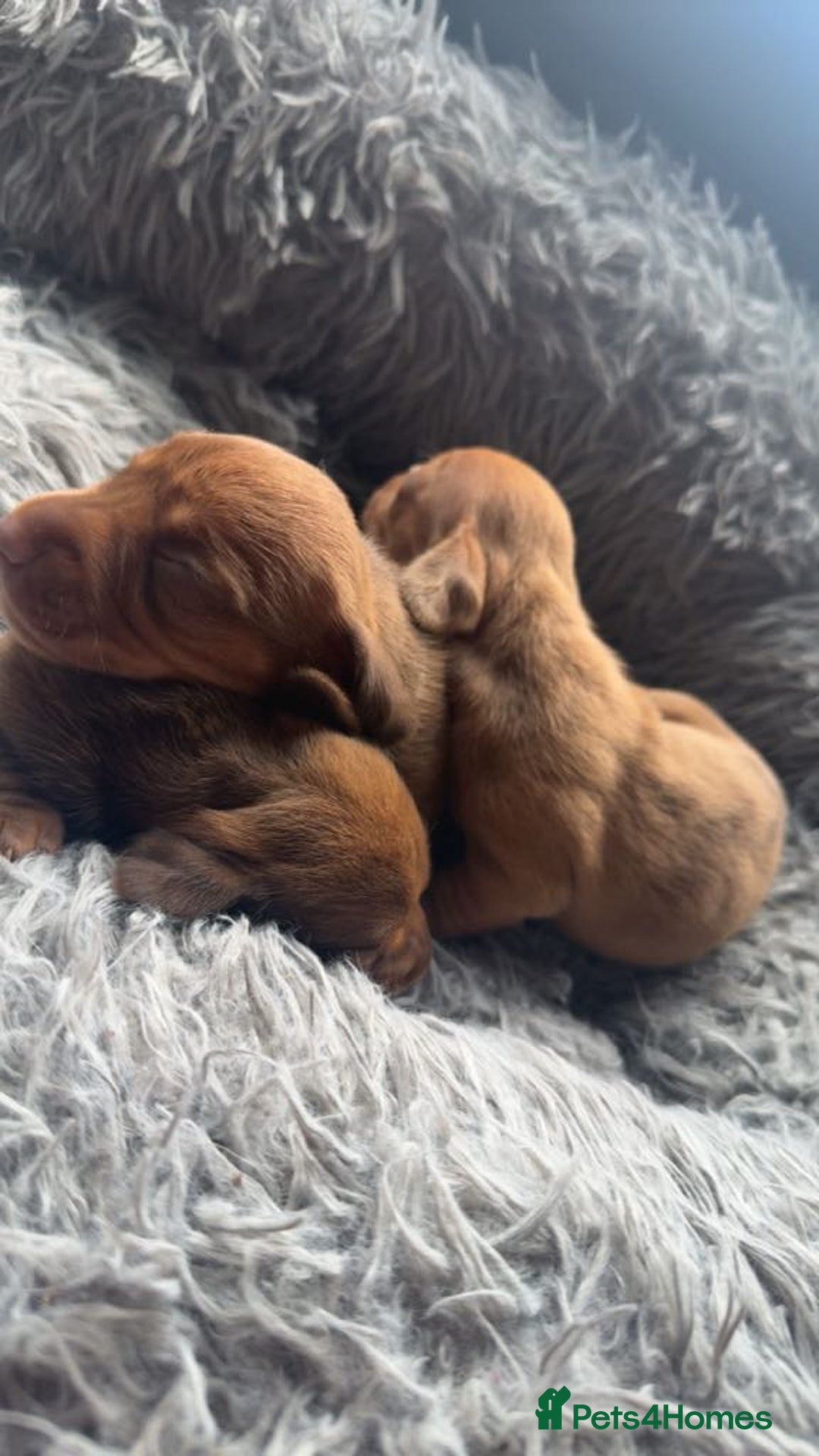 Miniature Dachshund dogs for sale: 3 gorgeous miniature daschunds - Image 3
