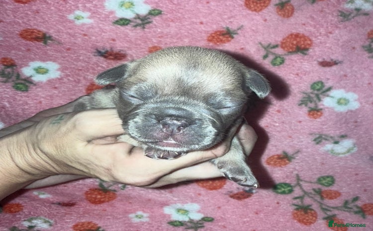 French Bulldog dogs - Advert 4