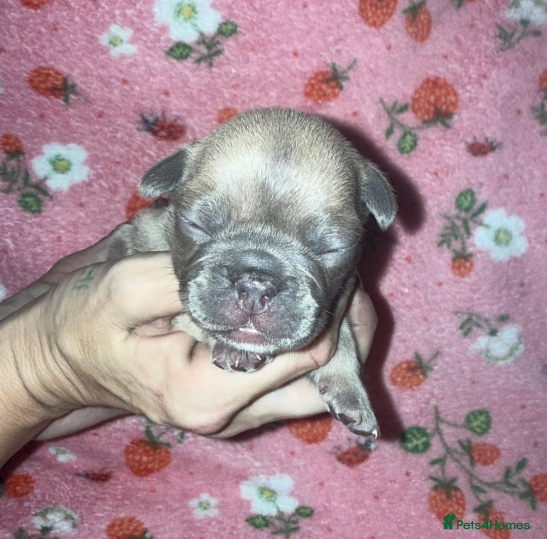French Bulldog dogs for sale: French Bulldog Puppies  - Image 1