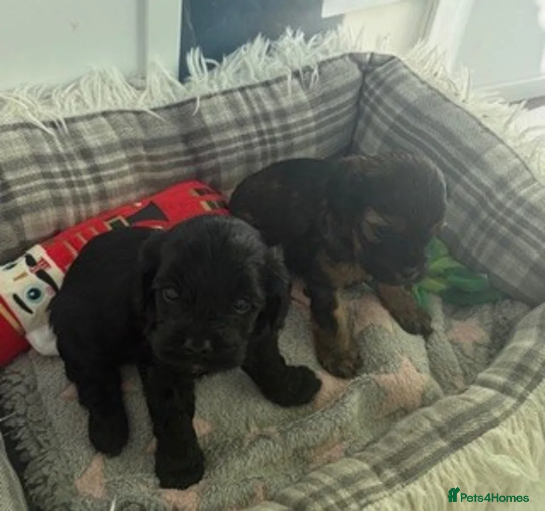 Cavapoo dogs for sale: Teddy Bear F1 Cavapoo puppies - Advert 6