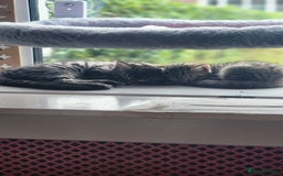 Turkish Angora cats for sale: Turkish angora cross Bengal  - Image 2