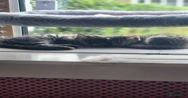Turkish Angora cats - Advert 4