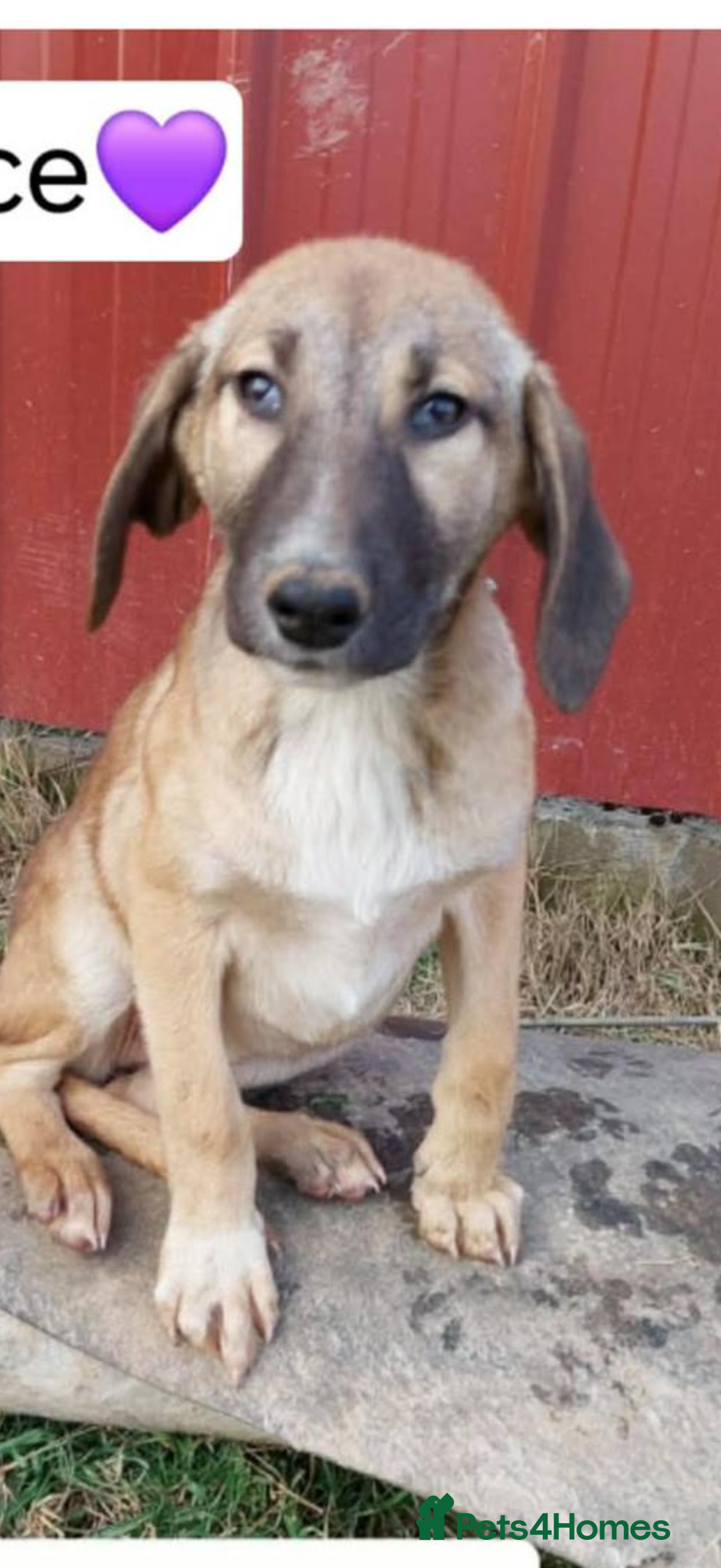 Mixed Breed dogs Dolce is a 5 month Macedonian rescue pup  - Advert 1