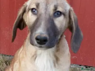 Mixed Breed dogs Dolce is a 5 month Macedonian rescue pup - Advert 1