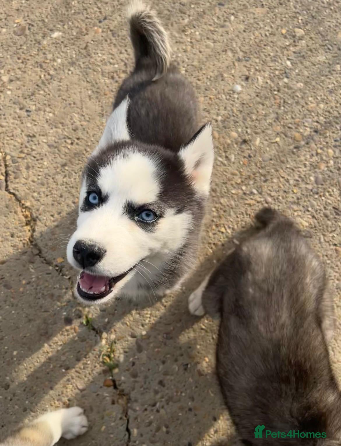 Siberian Husky dogs for sale: Stunning husky puppies  in Boston - Advert 12