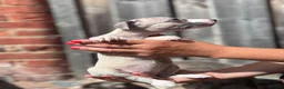 Whippet dogs for sale: Beautiful chunky KC blue fawn brindle whippet pups in Market Harborough - Advert 16