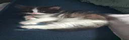Mixed Breed cats for sale: Mixed breed Turkish Angora (mum) kittens  - Advert 7