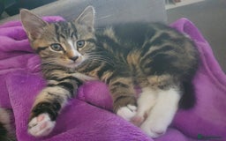 Mixed Breed cats for sale: The three musketeers are looking for new homes - Image 19
