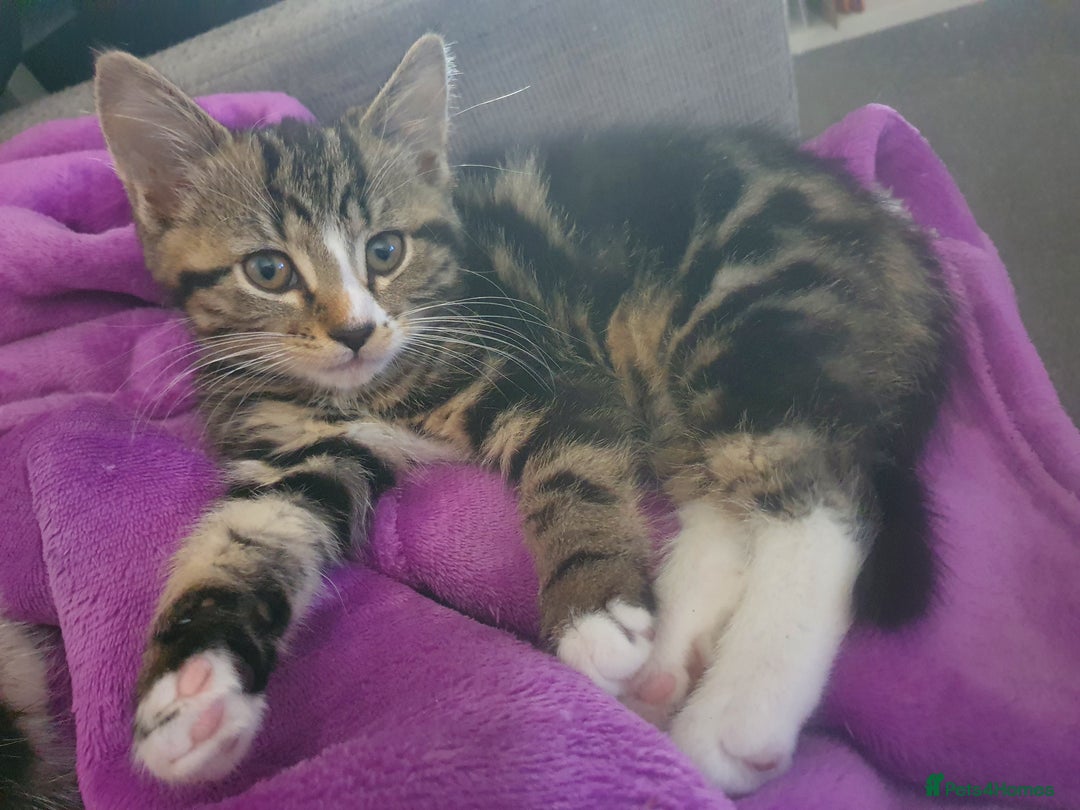 Mixed Breed cats for sale: The three musketeers are looking for new homes - Image 19