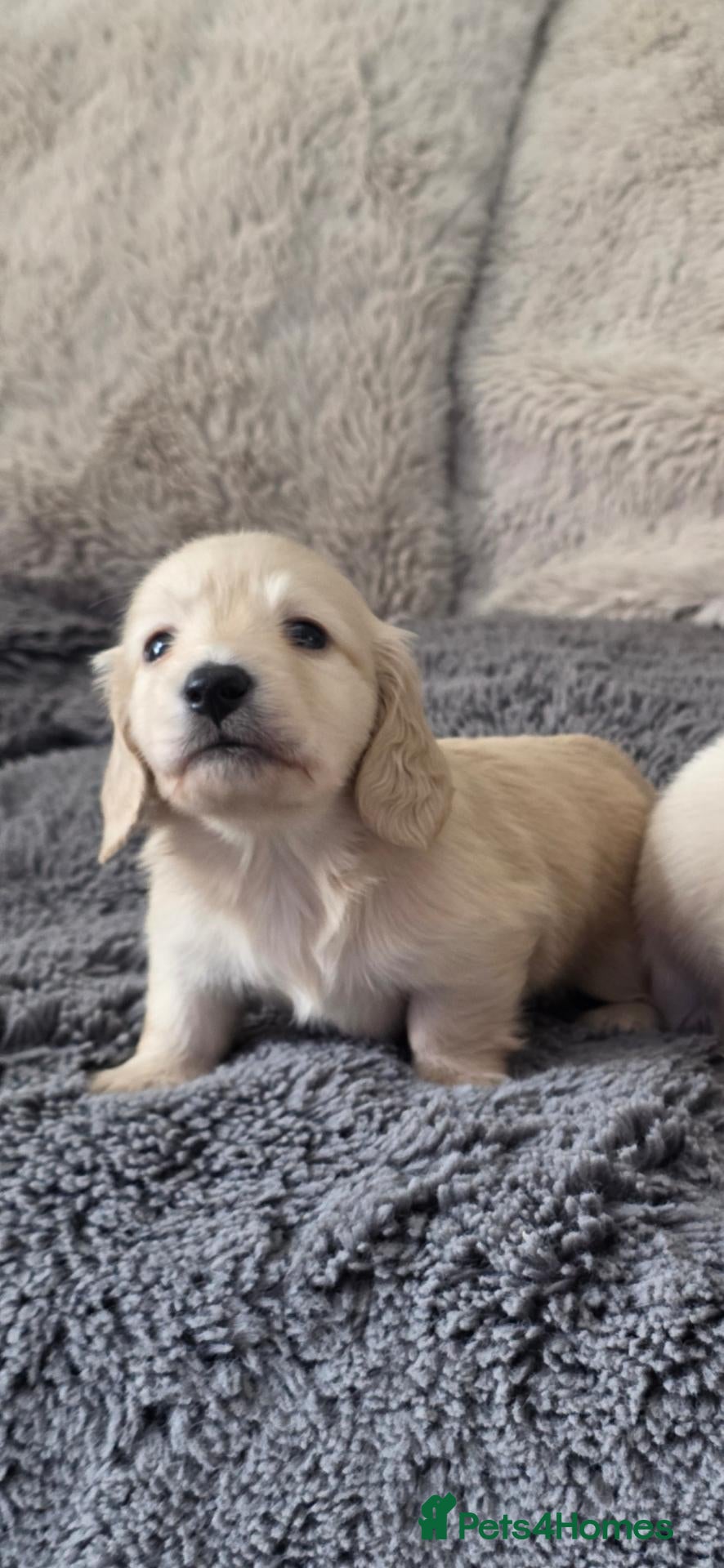 Miniature Dachshund dogs Clear cream miniature long-haired Dachshunds - Advert 1