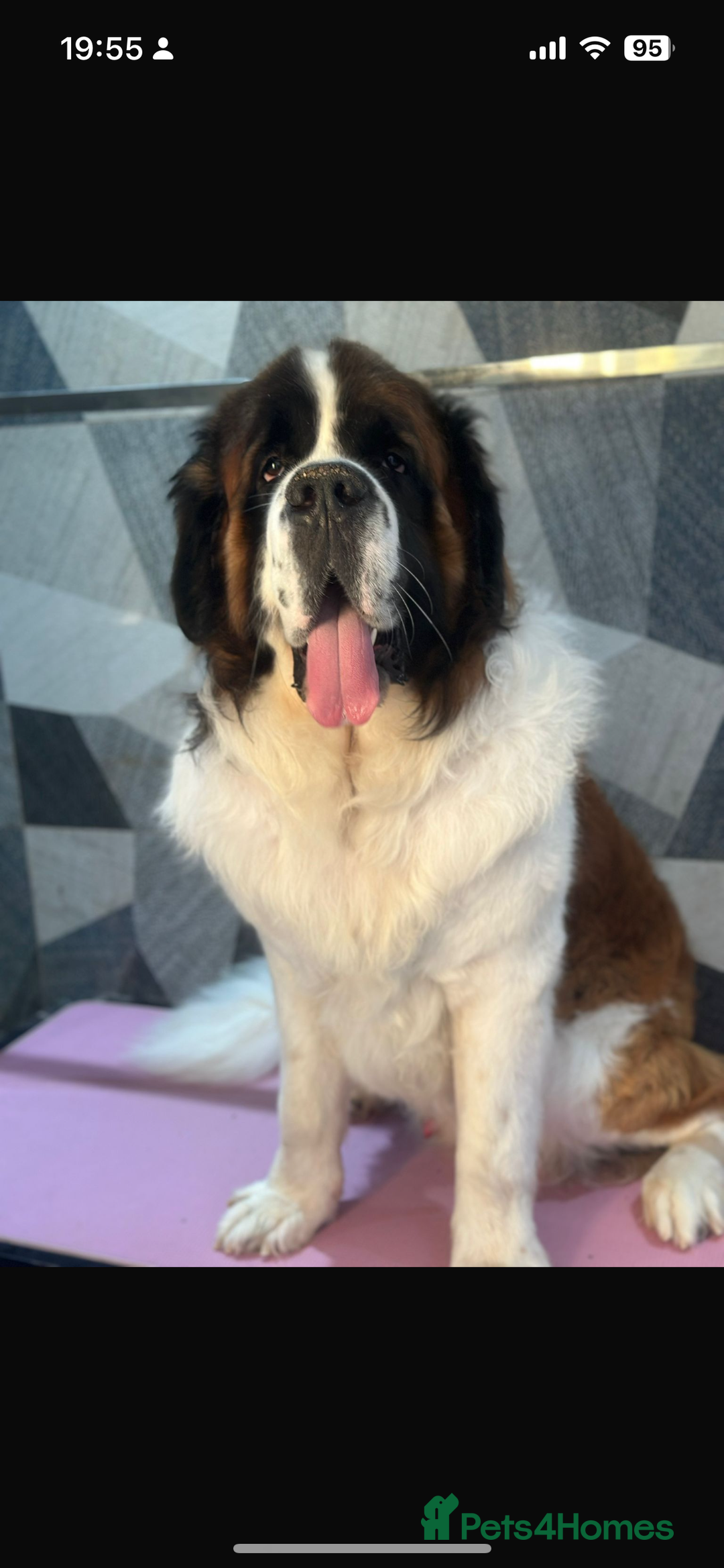 Saint Bernard dogs for sale: Saint Bernard puppies due October KC REGISTERED  - Image 3