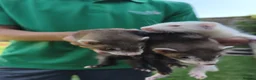 Ferret rodents for sale: Kits for sale in Dartford - Advert 3