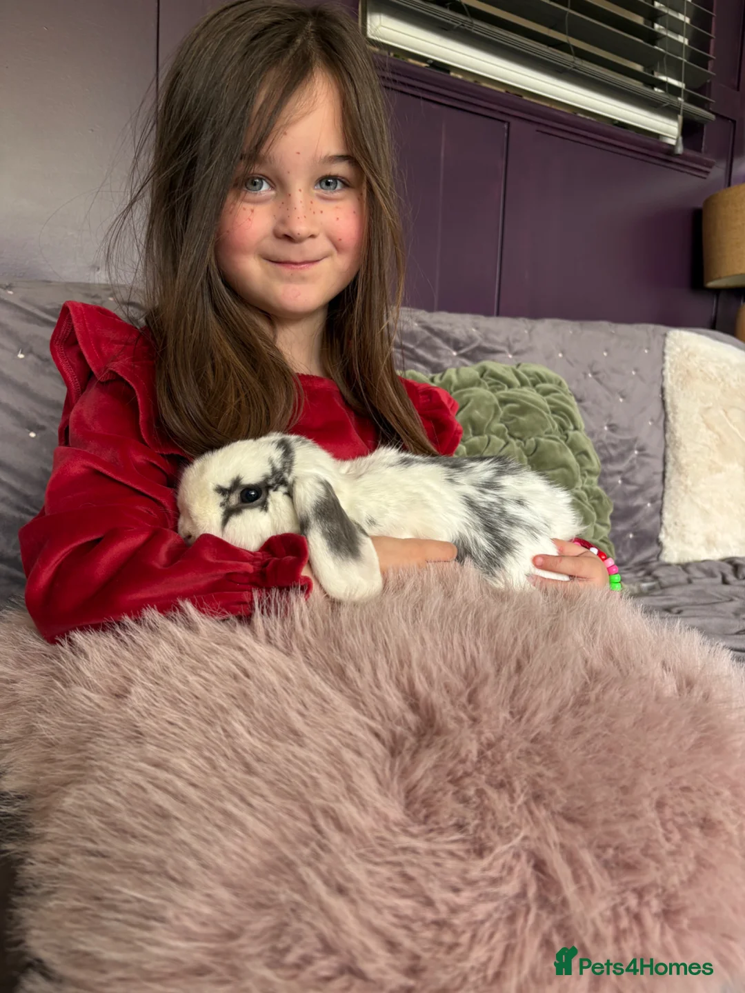 Dwarf Lop rabbits for sale: Friendly little lop Dexter flufferton  - Advert 7