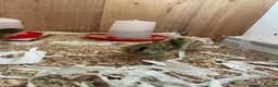 Quail poultry for sale: Coturnix Japanese Quails - Advert 9