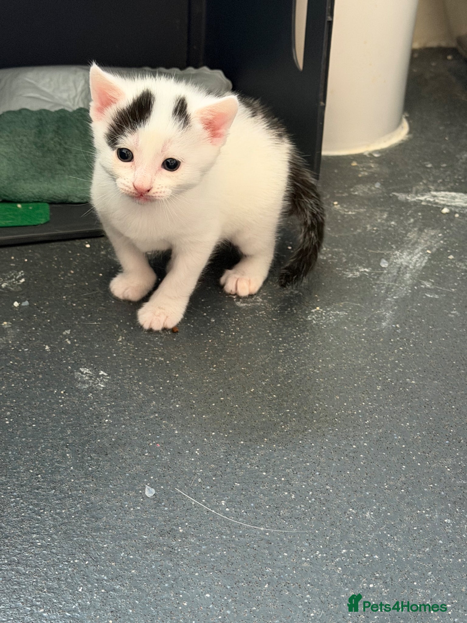 Mixed Breed cats for sale: Make and female kitten in Biggleswade - Advert 4
