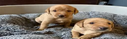 Labrador Retriever dogs for sale: Fox Red Labrador Puppies for sale - Advert 3