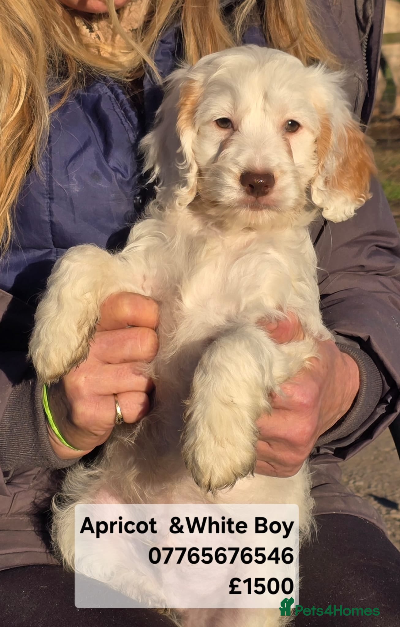 Cockapoo dogs Quality Cockapoo Puppies Licenced Domestic Breeder - Advert 1