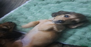 Miniature Dachshund dogs - Advert 6