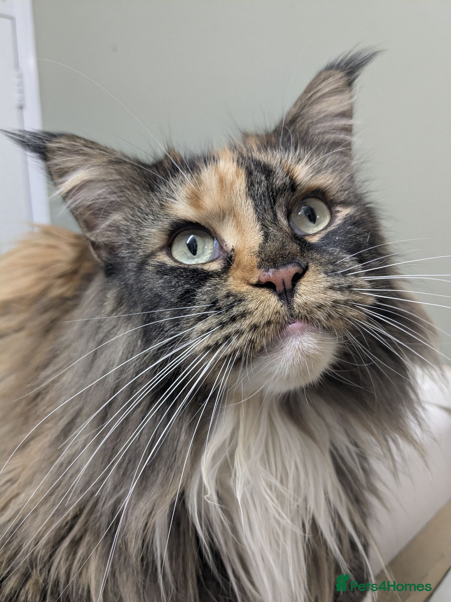 Maine Coon cats New home for Bonnie  - Advert 3
