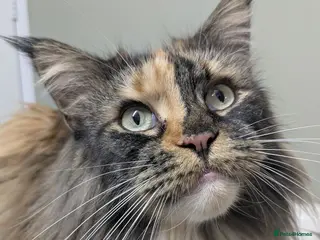 Maine Coon cats New home for Bonnie - Advert 3