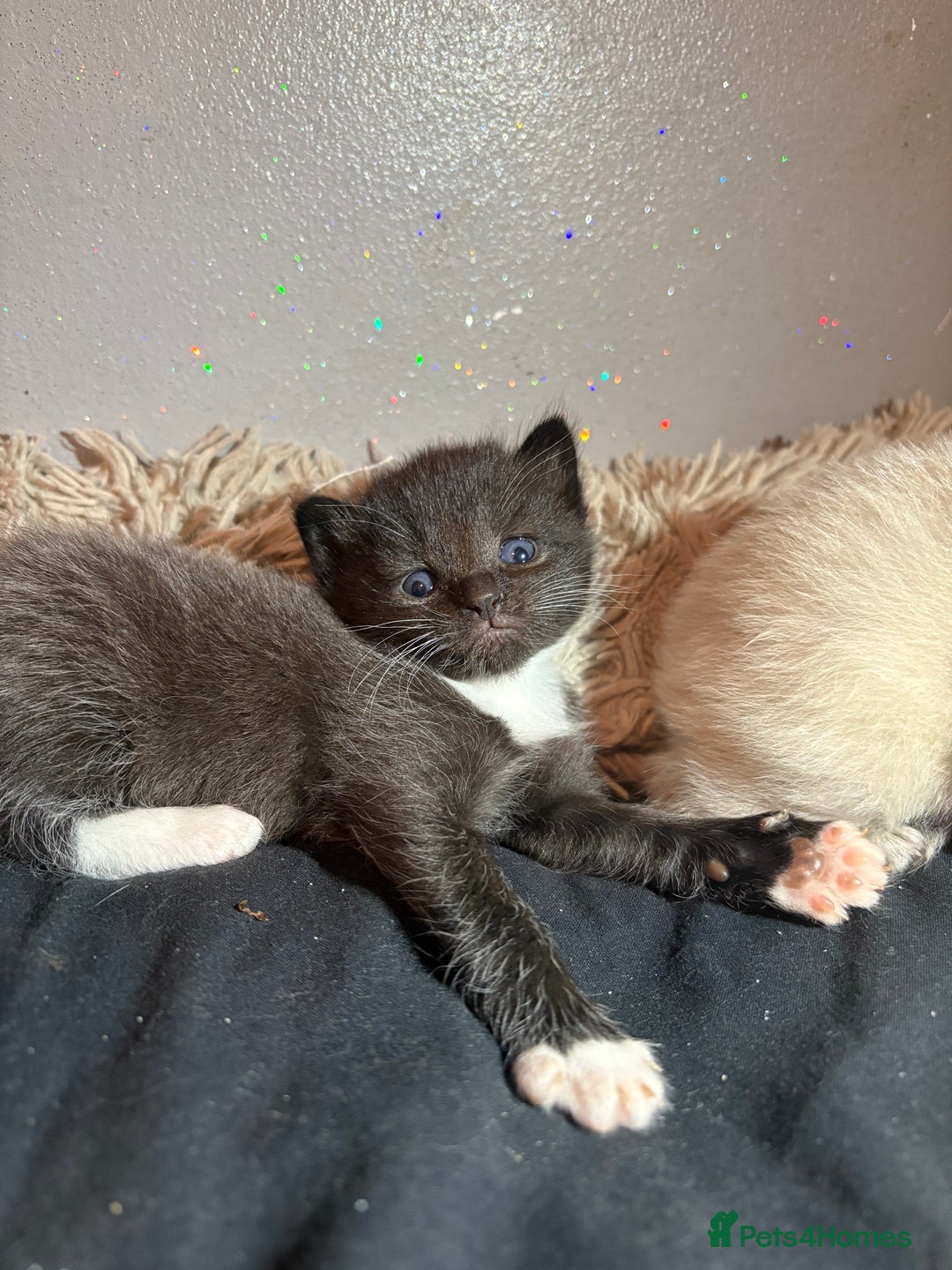 Mixed Breed cats for sale: Kittens for sale  - Image 4