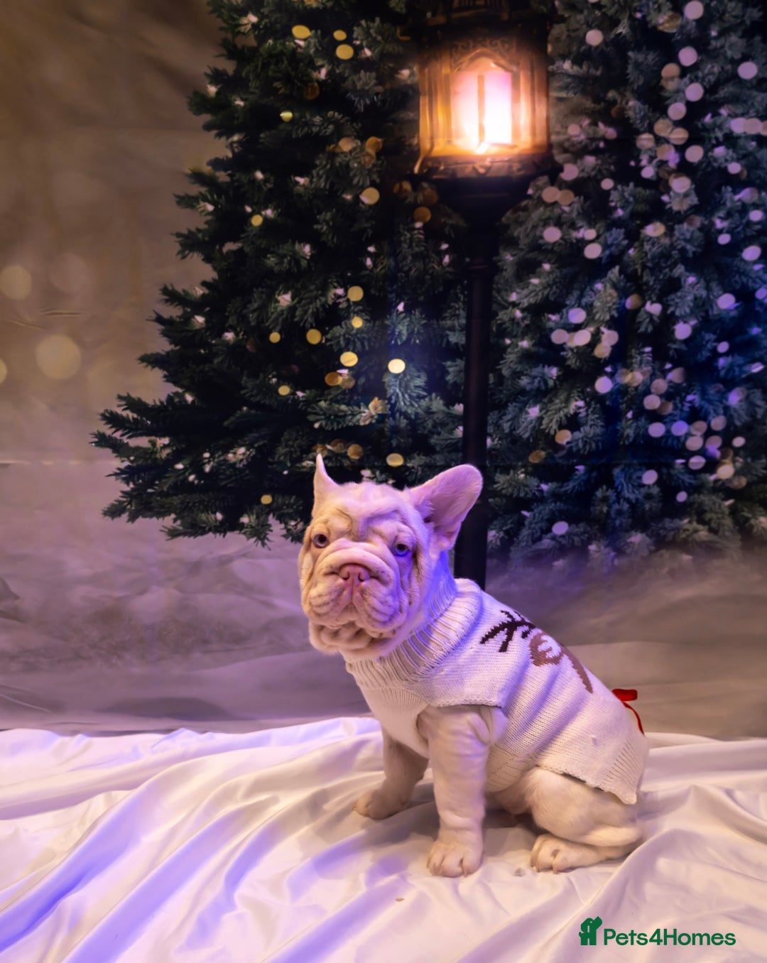 French Bulldog dogs for sale: Platinum Visual Pink French Bulldog Male - Advert 13