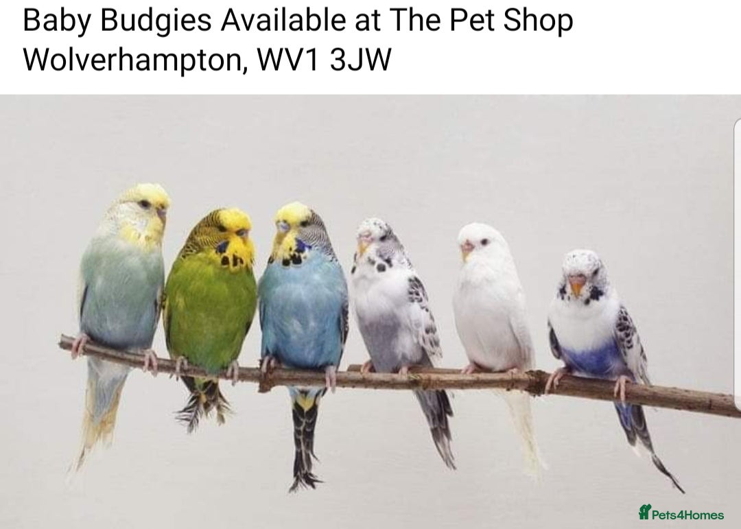 Parrots birds PARROTS/AMAZONS/PARAKEETS Available  - Advert 2
