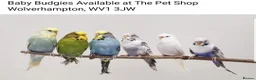 Parrots birds for sale: PARROTS/AMAZONS/PARAKEETS Available  - Advert 5