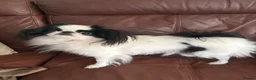 Japanese Chin dogs for sale: Beautiful Japanese Chin Girl 15 Months Old  in Andover - Advert 1