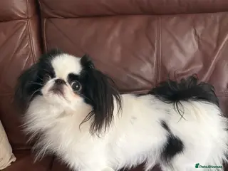 Japanese Chin dogs Beautiful Japanese Chin Girl 15 Months Old - Advert 4