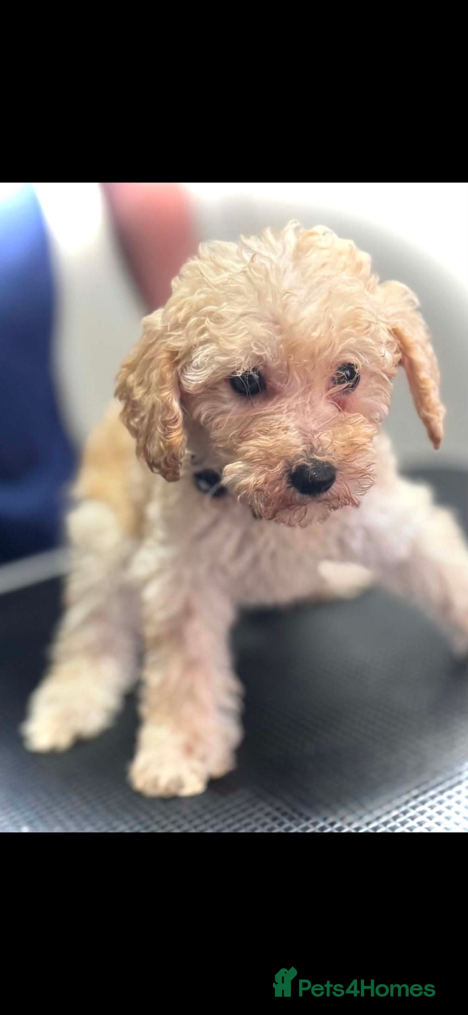 Miniature Poodle dogs miniature poodle puppies  - Advert 14