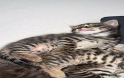 Bengal cats for sale: Cute bengal kittens for sale  - Image 18