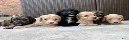 Cockapoo dogs for sale: Gorgeous F1 Cockapoo Puppies 🩷 in Llandinam - Advert 7