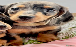Miniature Dachshund dogs for sale: ✨ Adorabla Mini Kc PRA clear ready now  ✨✨ - Image 12