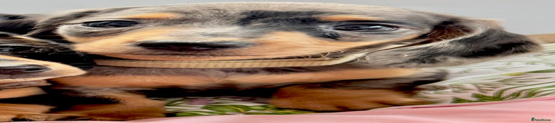 Miniature Dachshund Puppy 4🩵