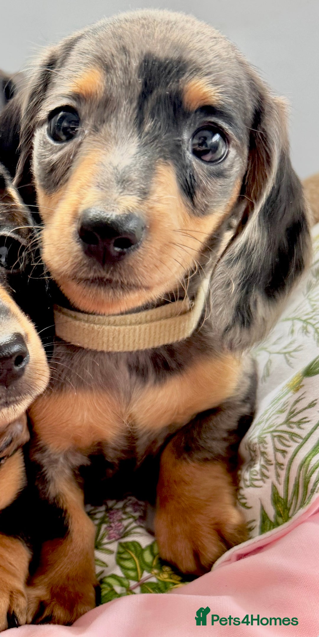 Miniature Dachshund dogs for sale: ✨ Adorabla Mini Kc PRA clear ready now  ✨✨ - Image 12