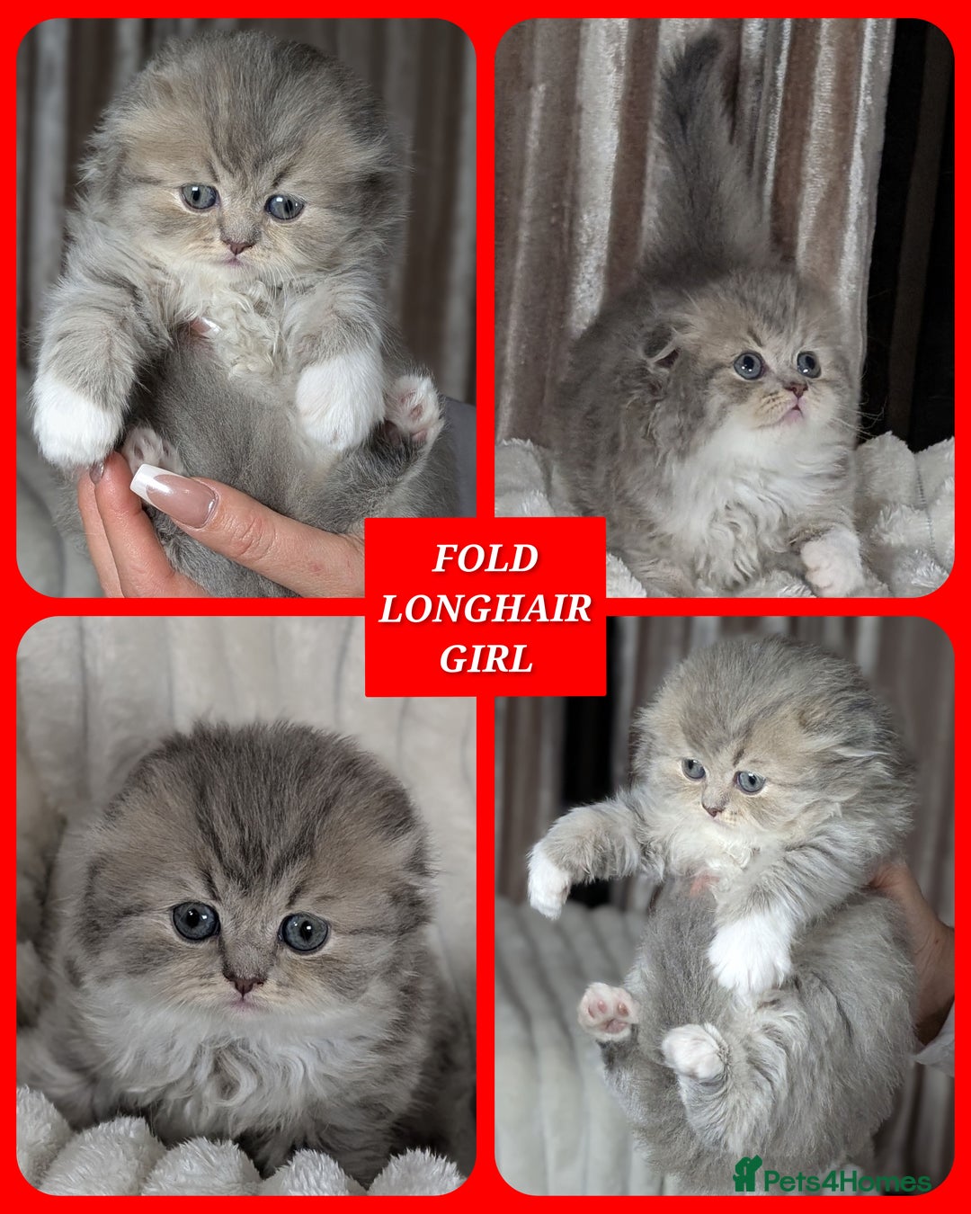 Scottish Fold cats for sale: 🐾TICA red ❣️SCOTTISH Fold•Straight - Advert 6