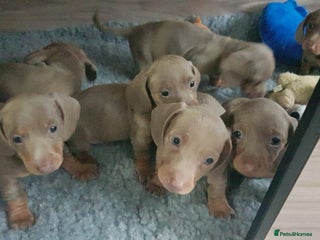 Miniature Dachshund dogs Miniature dachshund - Advert 18