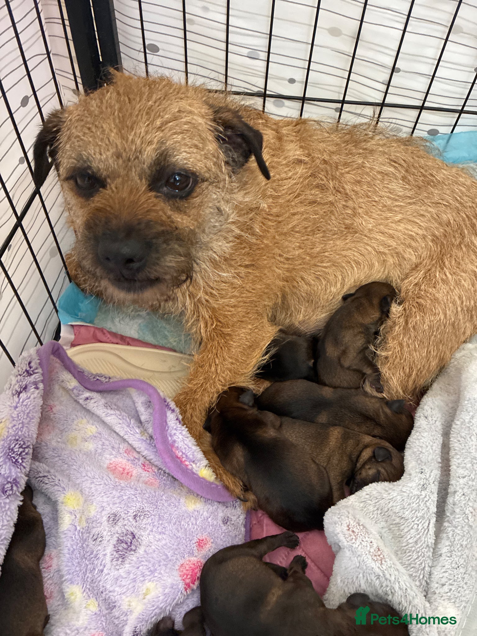 Border Terrier dogs Diane 07766259714  - Advert 1