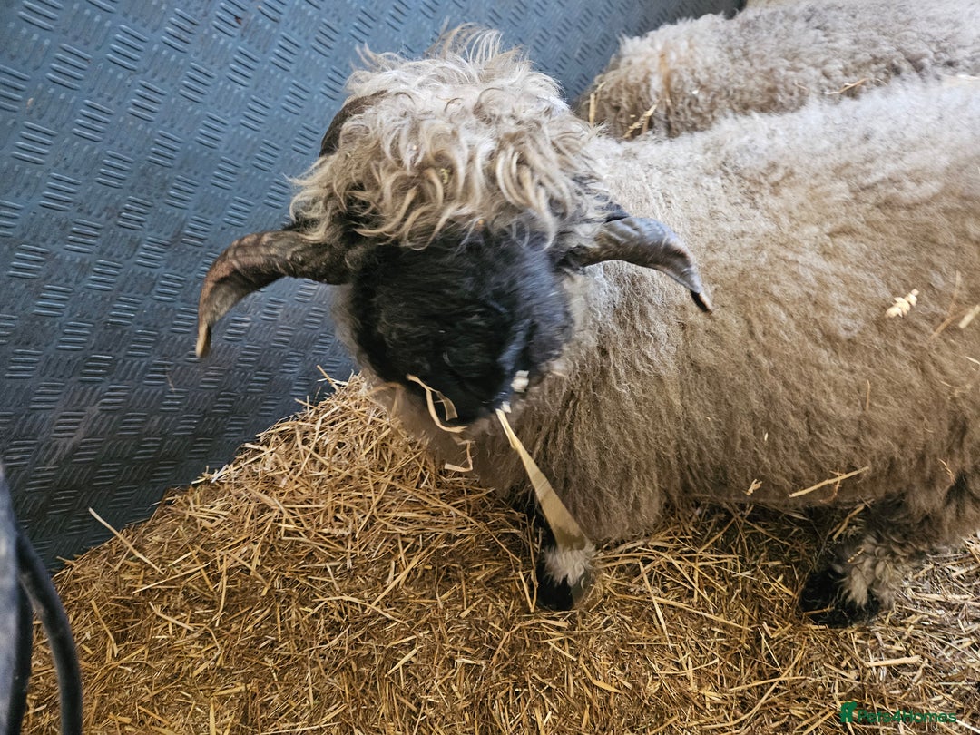Sheep livestock for sale: Valais blacknose sheep - Advert 2