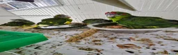 Mixed Breed birds for sale: Tame Kakariki and cockatiel chicks  - Advert 8