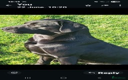 Labrador Retriever dogs for stud: Stunning KC registered Black Labrador  - Image 1