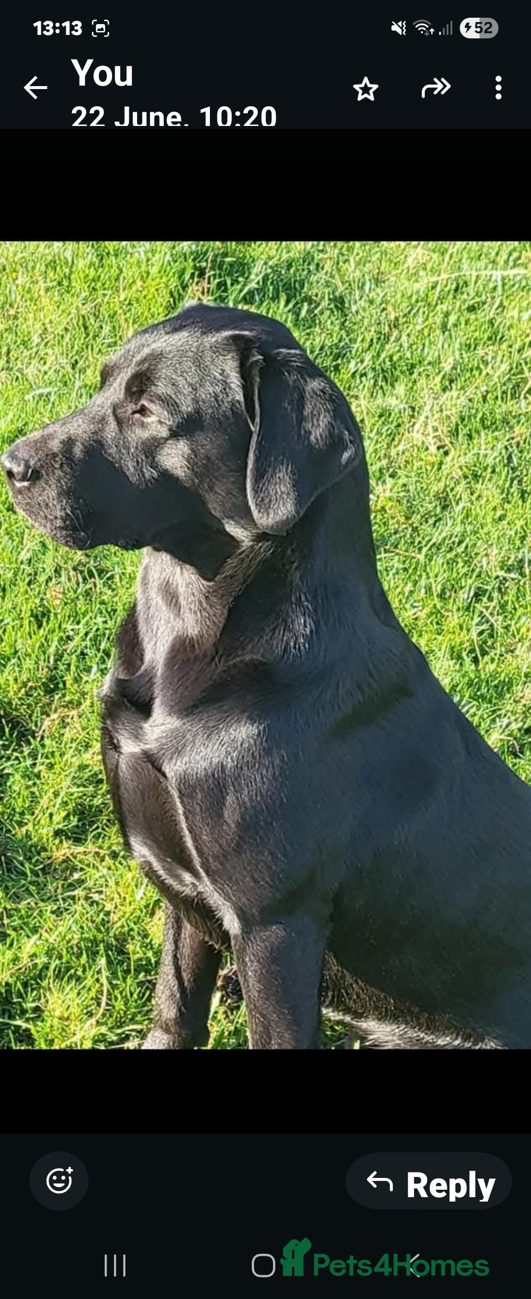 Labrador Retriever dogs for stud: Stunning KC registered Black Labrador  - Image 1