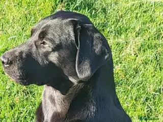 Labrador Retriever dogs Stunning KC registered Black Labrador - Advert 19