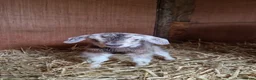Goats livestock for sale: Fantastic proven Billy - Advert 5