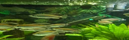 Discus fish for sale: Discus and tropical fish in Pembroke Dock - Advert 5